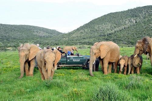  Kariega Game Reserve in South Africa / Eastern Cape, image_1