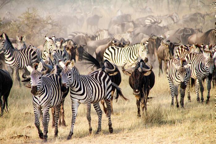 7 Days Northern Safari Circuit in Africa / Tanzania, image_3