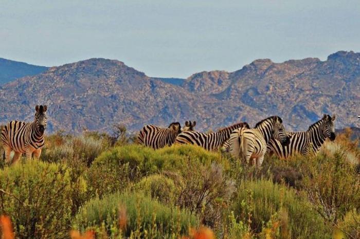  Kagga Kamma Nature Reserve in South Africa / Western Cape, image_3