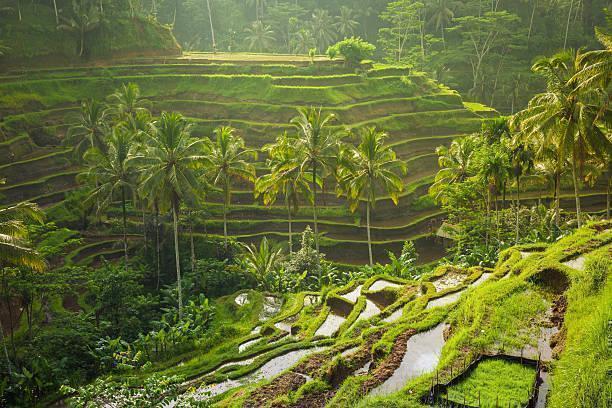  Canggu, Ubud, Seminyak in Far East / Indonesia, image_3
