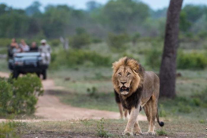  Sabi Sabi Little Bush Camp in South Africa / Kruger National Park, image_2