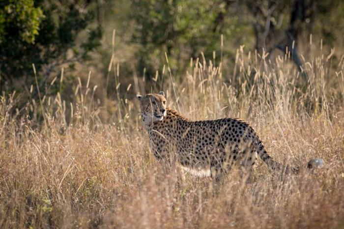  aha Nkuhlu Tented Camp in South Africa / Kruger National Park, image_2