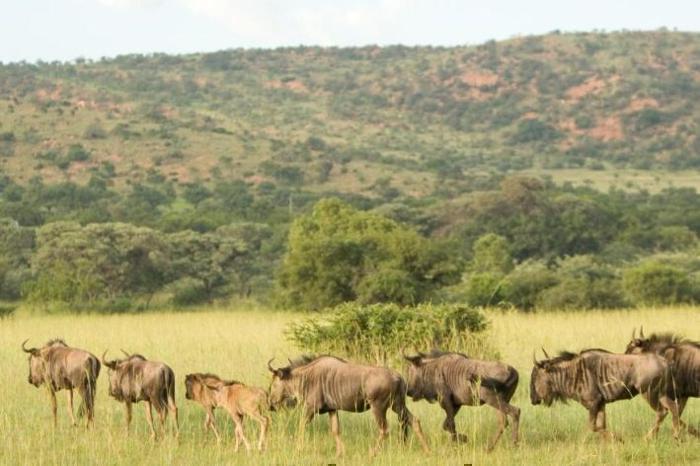  Kedar Heritage Lodge, Conference Centre & Spa Package (2 Nights) in South Africa / North West, image_2