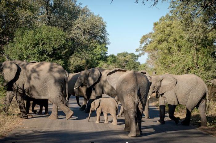  Skukuza Safari Lodge in South Africa / Kruger National Park, image_2