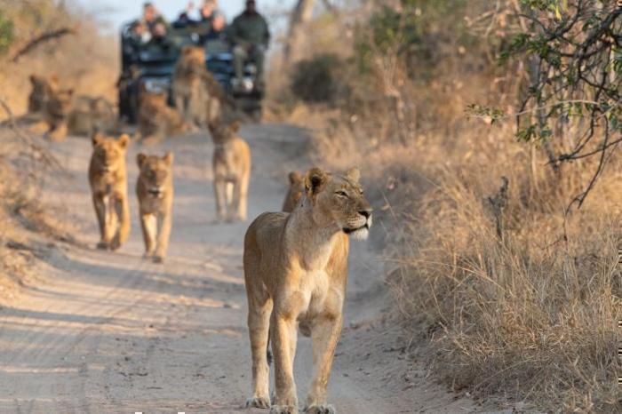 Half Day Game Drive in the Kruger National Park in South Africa / Kruger National Park, image_1