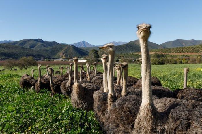 Exploring the Night Skies of Oudtshoorn Package (2 Nights) in South Africa / Garden Route, image_2