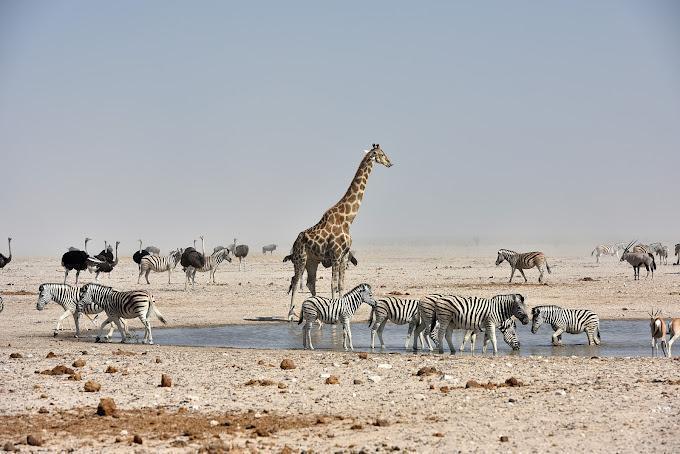 Namibia's Northern Escape Package (4 Nights) in Africa / Namibia, image_3