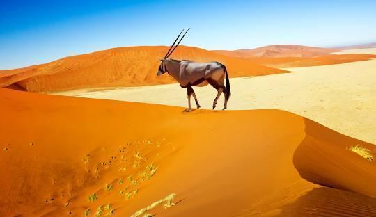 Namibia's Ultimate Journey Package (6 Nights) in Africa / Namibia, image_1