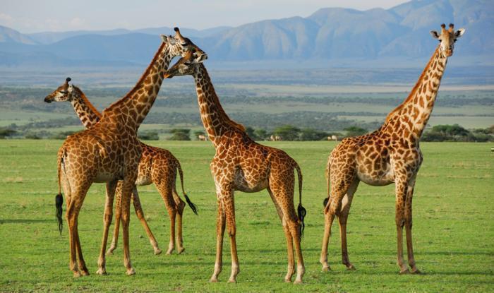 5 Days Northern Safari Circuit in Africa / Tanzania, image_1