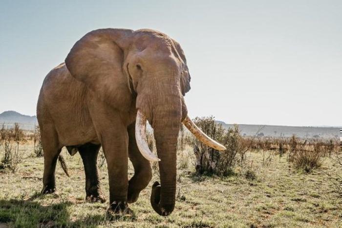  Mdluli Safari Lodge- Kruger National Park Package (2 Nights) in South Africa / Kruger National Park, image_2