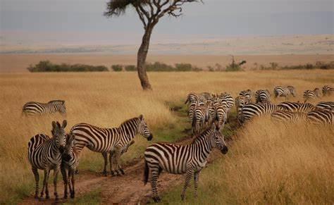 6 Days Maasai Mara Safari by Road in Africa / Kenya, image_1
