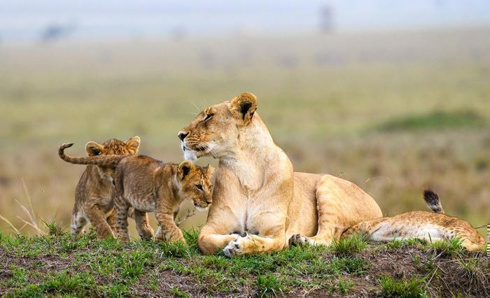 6 Days Maasai Mara Safari by Road in Africa / Kenya, image_2
