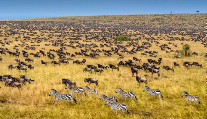 6 Days Maasai Mara Safari by Road in Africa / Kenya, image_3