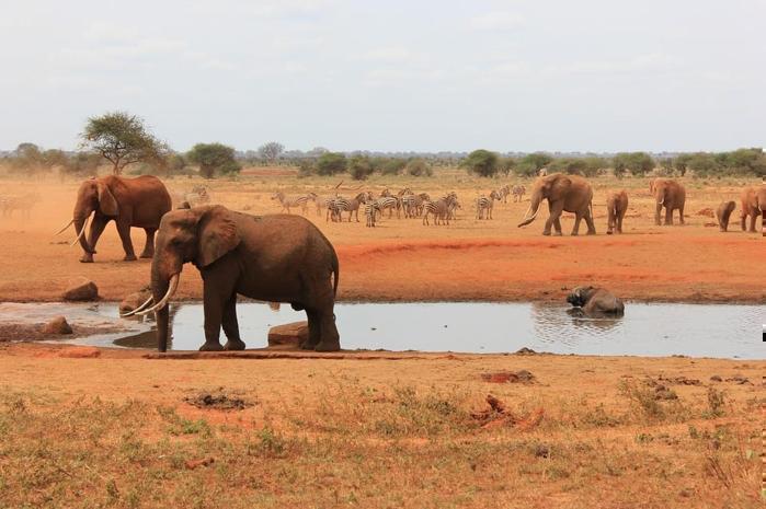 Malindi Beach & Tsavo Bush in Africa / Kenya, image_2