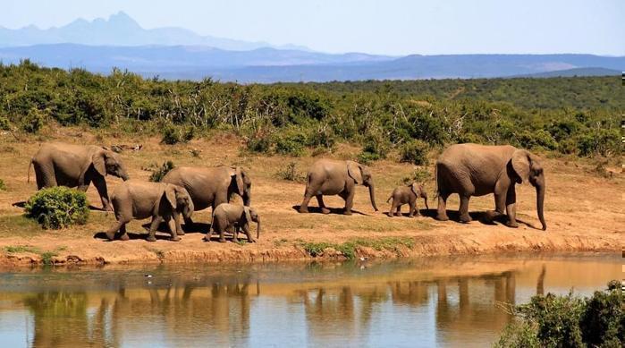 Malindi Beach & Tsavo Bush in Africa / Kenya, image_1