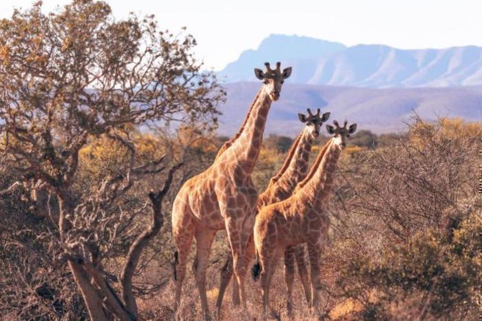 Africamps Klein Karoo in South Africa / Western Cape, image_2