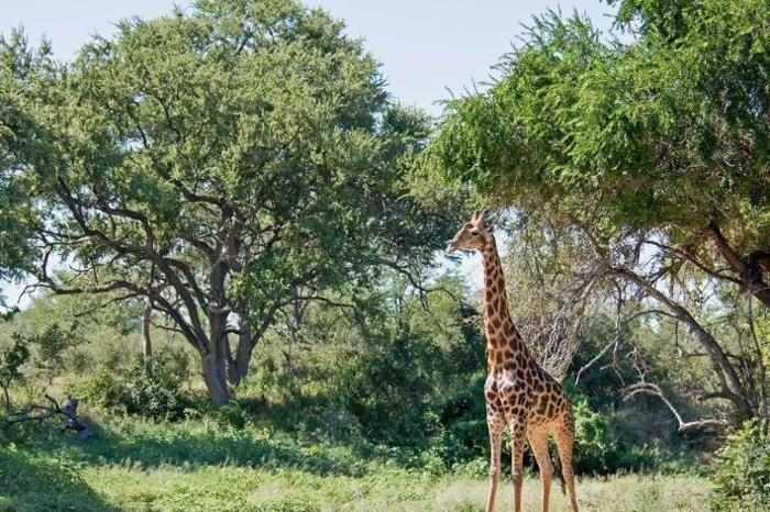  Abelana Safari Camp in South Africa / Limpopo, image_3