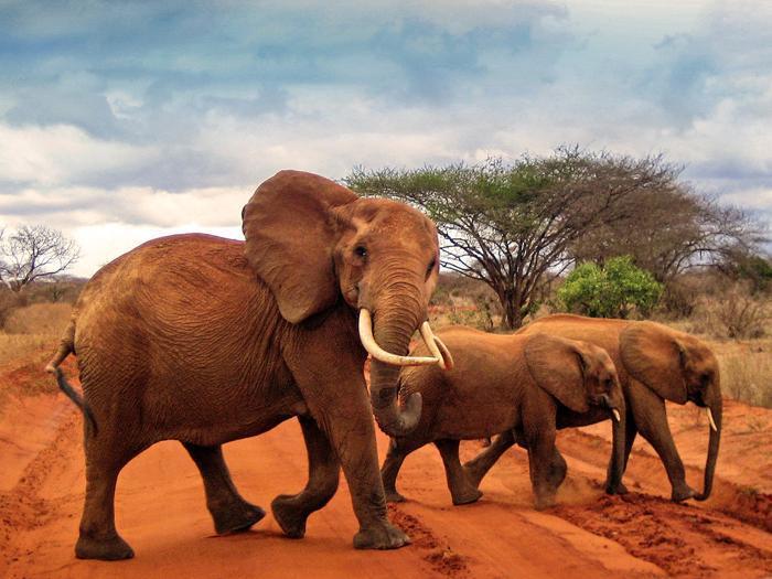 2 Nights Tsavo East Explorer in Africa / Kenya, image_2