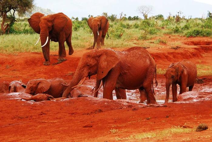 2 Nights Tsavo East Explorer in Africa / Kenya, image_1